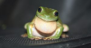 Common Green Treefrog