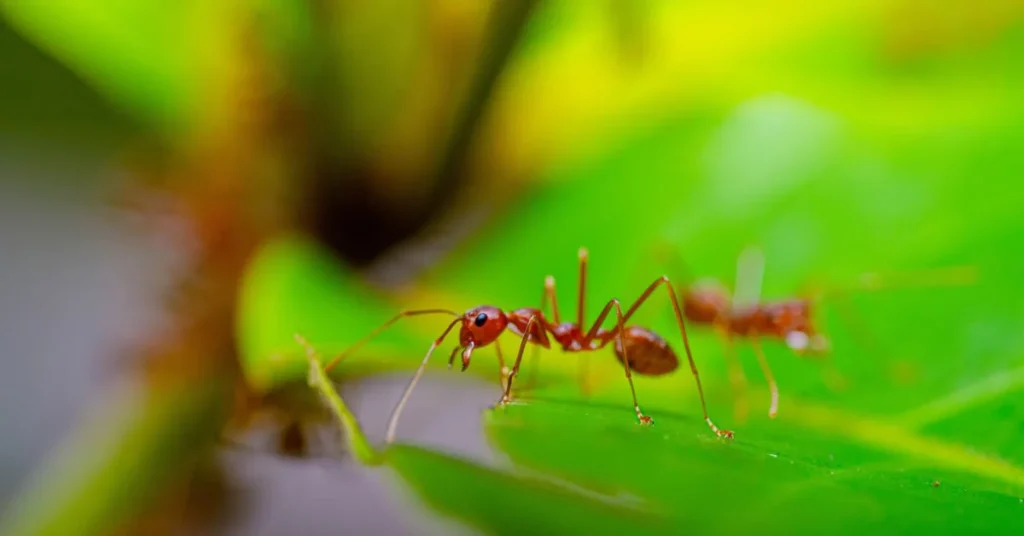 Fire Ant