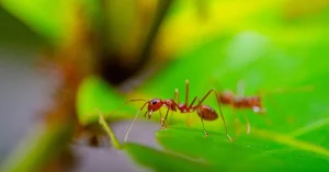 Fire Ant