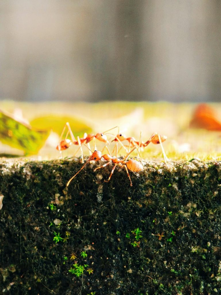 Fire Ant 