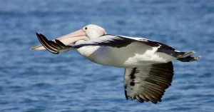 pelicans